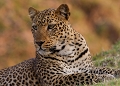 En cette fin de journée , cette femelle a pris le temps de se montrer à découvert avant de se cachcer dans les brousailles Léopard, Zambie, South Luangwa, safari, photographie animalière 